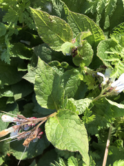 Symphytum × hidcotense