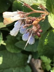 Symphytum × hidcotense