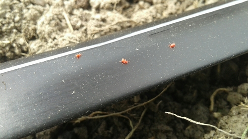 Phytoseiidae
