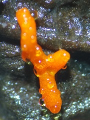 Willkommlangea reticulata