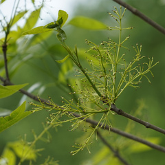 Fraxinus profunda