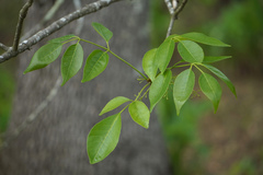 Fraxinus profunda