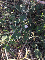 Commicarpus plumbagineus