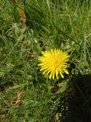 Taraxacum officinale