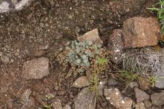 Psammotropha mucronata mucronata