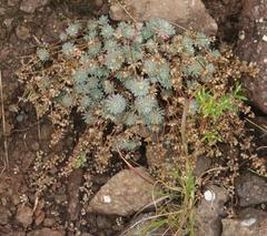 Psammotropha mucronata mucronata
