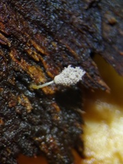 Hemitrichia leiocarpa