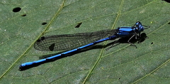 Argia medullaris