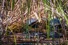 Trachemys scripta