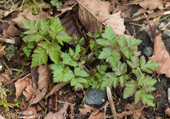 Osmorhiza purpurea