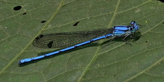 Argia medullaris