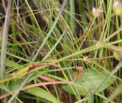 Alepidea serrata
