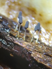 Hemitrichia leiocarpa