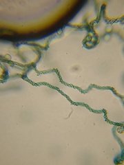 Hemitrichia leiocarpa