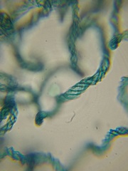 Hemitrichia leiocarpa