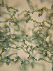 Hemitrichia leiocarpa