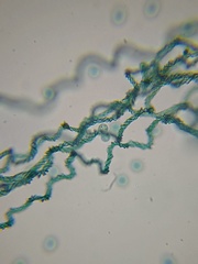 Hemitrichia leiocarpa