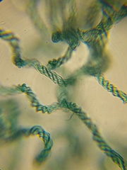 Hemitrichia leiocarpa