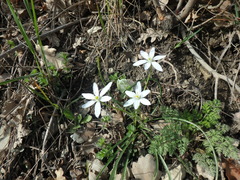 Ornithogalum woronowii
