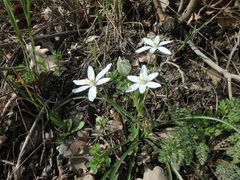 Ornithogalum woronowii