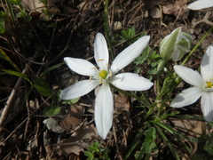 Ornithogalum woronowii