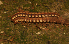 Nyssodesmus python