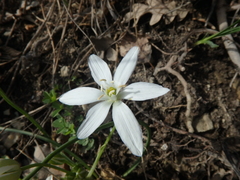 Ornithogalum woronowii