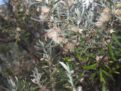 Olearia axillaris