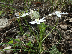 Ornithogalum woronowii