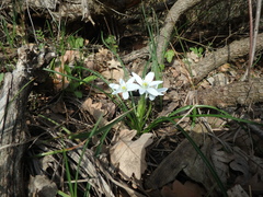 Ornithogalum woronowii