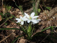Ornithogalum woronowii