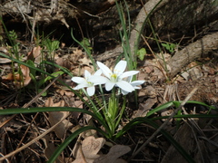 Ornithogalum woronowii