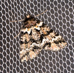 Lophosigna catasticta