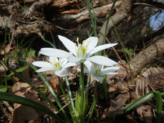 Ornithogalum woronowii