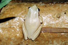 Arabian Tree Frog photo 4