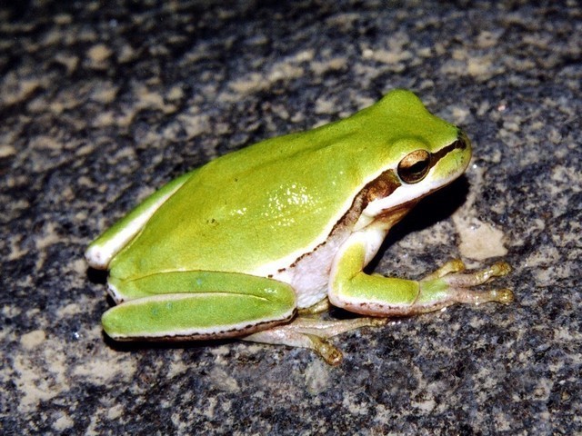 Arabian Tree Frog