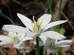 Ornithogalum woronowii