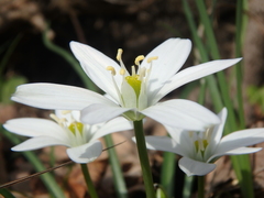 Ornithogalum woronowii