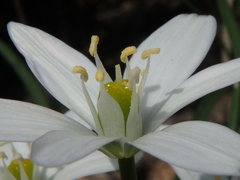 Ornithogalum woronowii