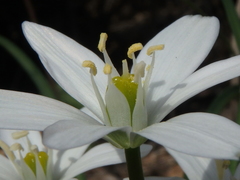Ornithogalum woronowii