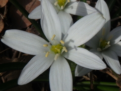 Ornithogalum woronowii