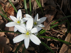 Ornithogalum woronowii