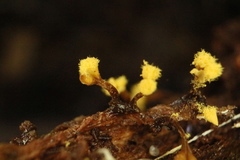 Oligonema verrucosum