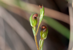 Pterostylis rubescens