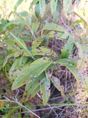 Campomanesia pubescens