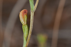 Pterostylis rubescens