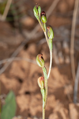 Pterostylis rubescens