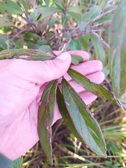 Campomanesia pubescens