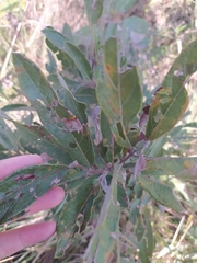 Campomanesia pubescens