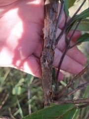 Campomanesia pubescens